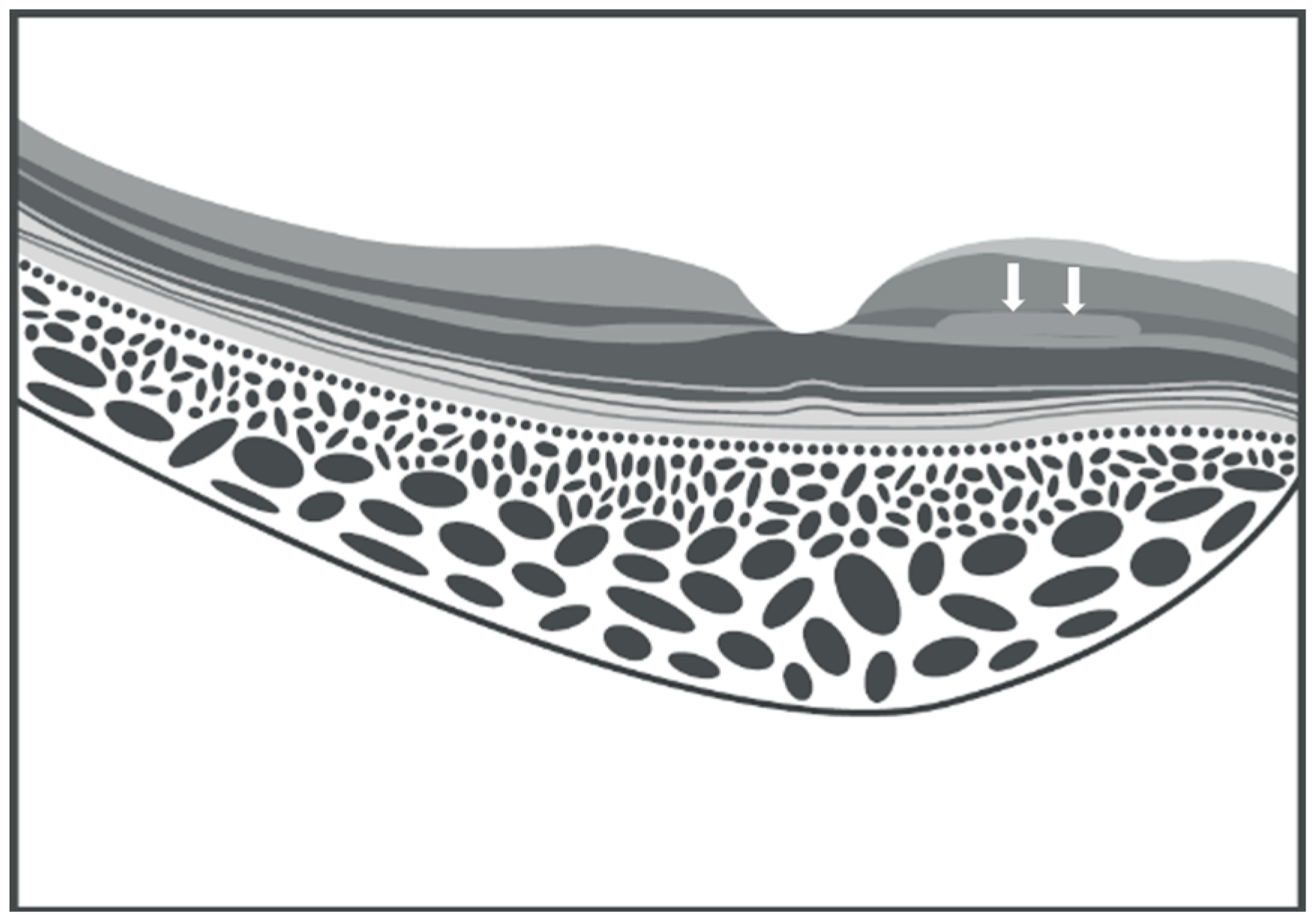 Vision 09 00019 g002