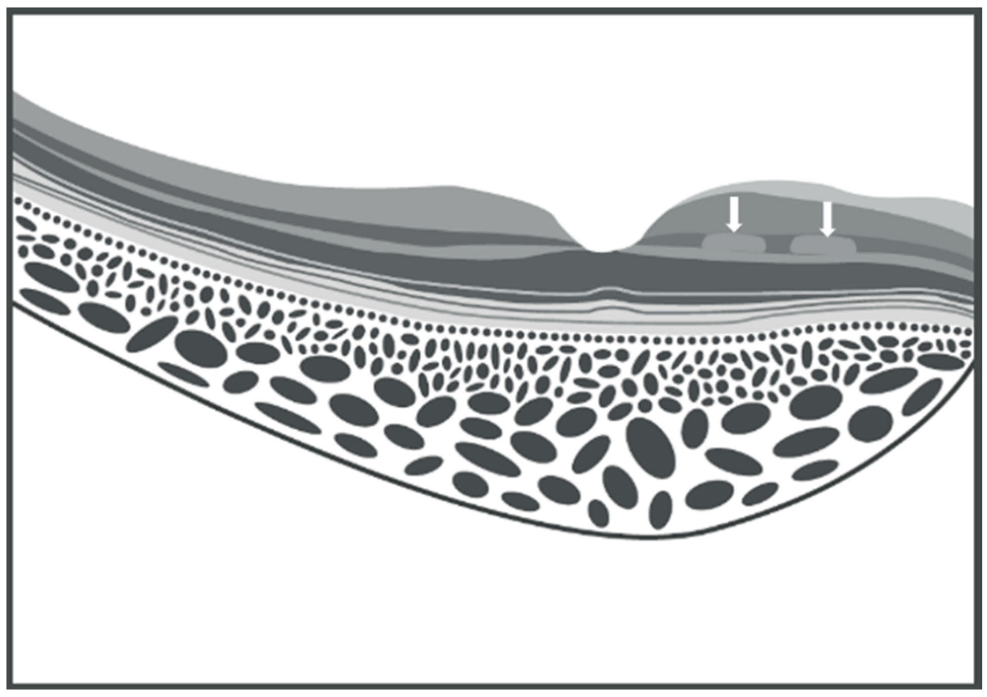 Vision 09 00019 g003