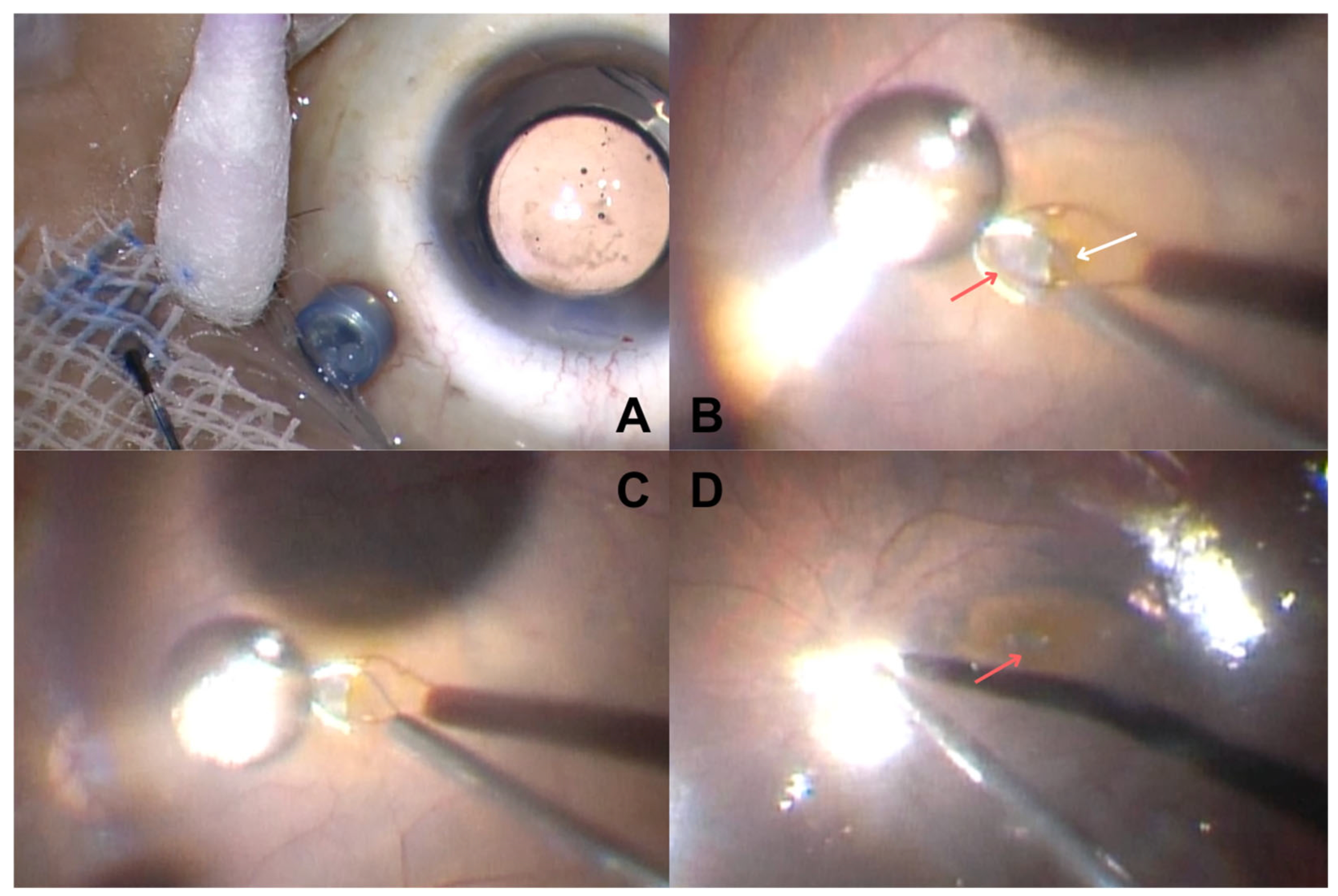 Vision 09 00045 g002