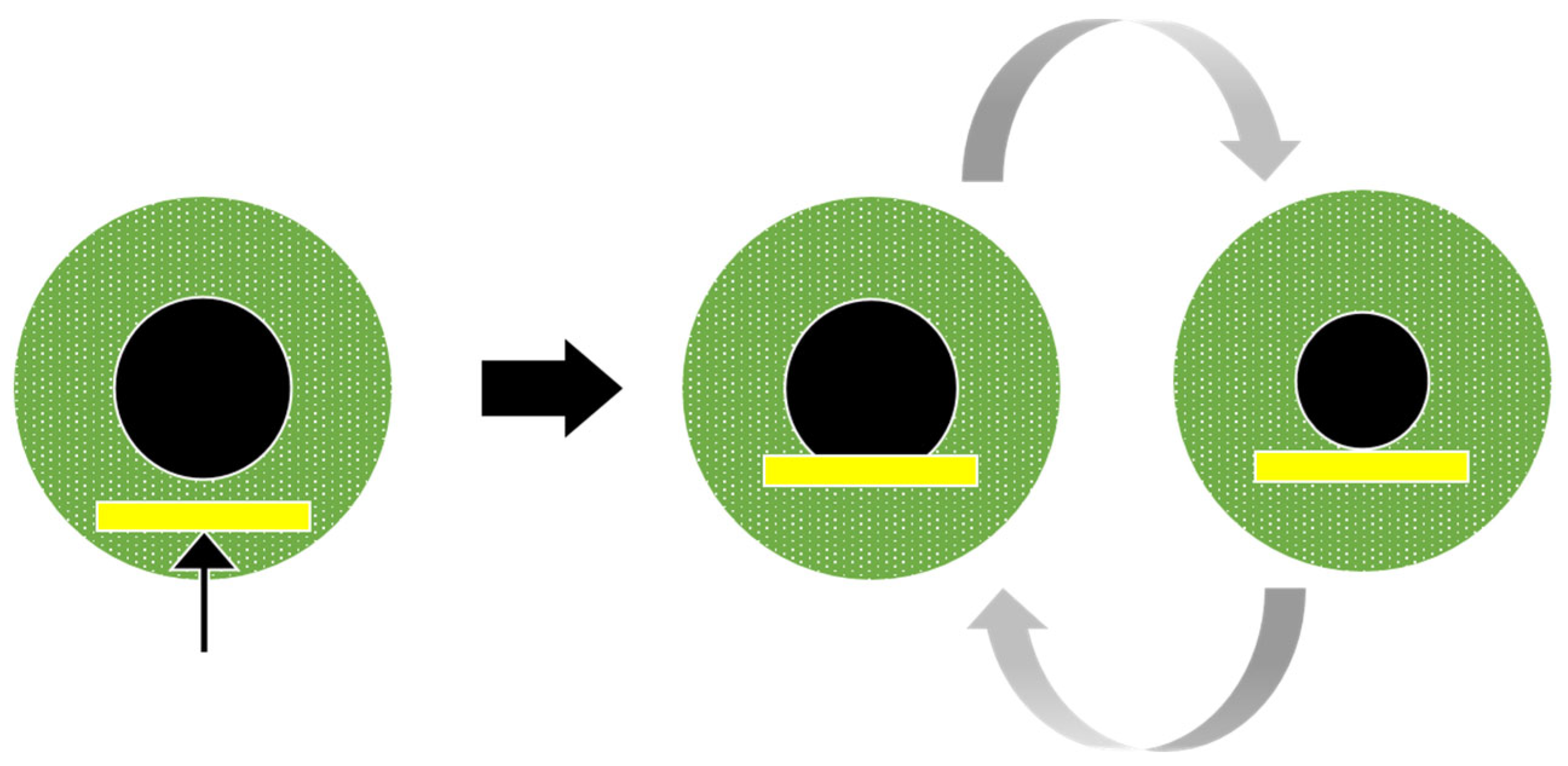 Vision 09 00051 g001