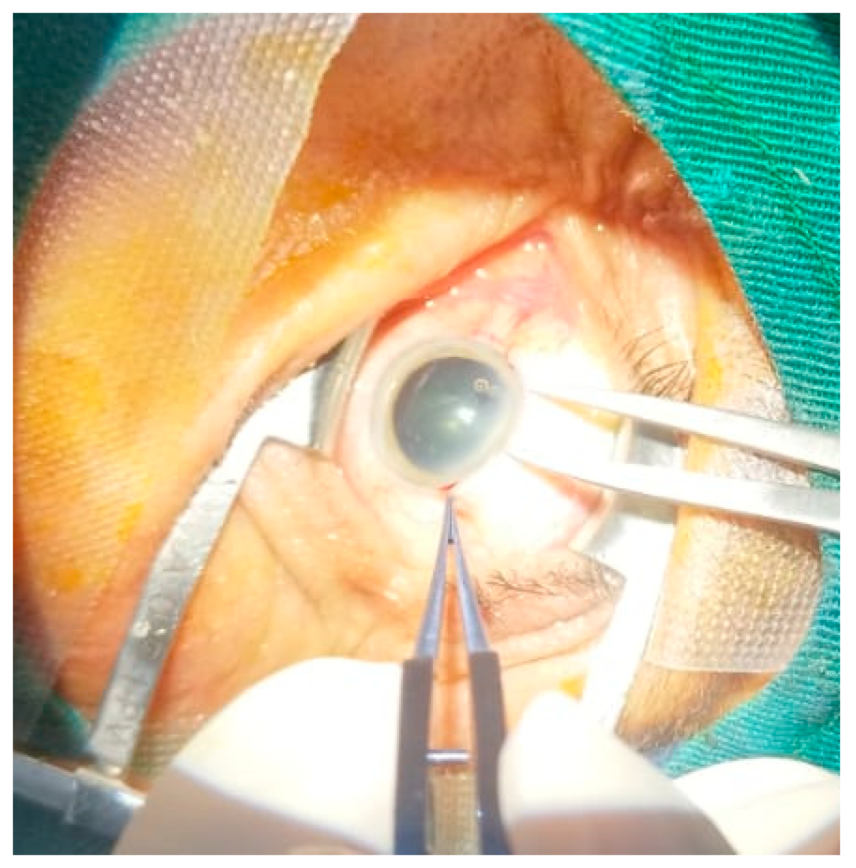 Vision 09 00060 g001