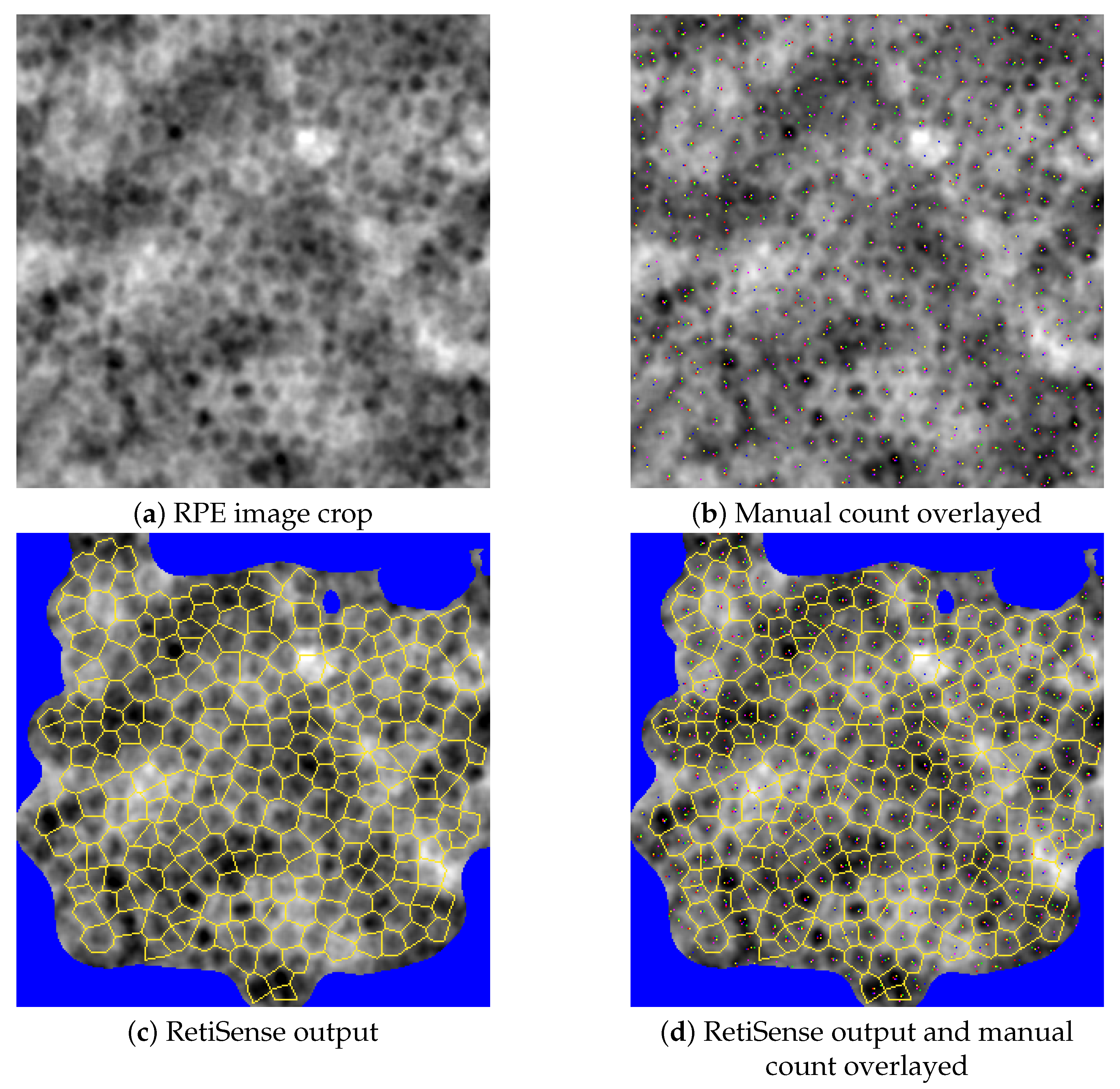 Vision 09 00091 g004