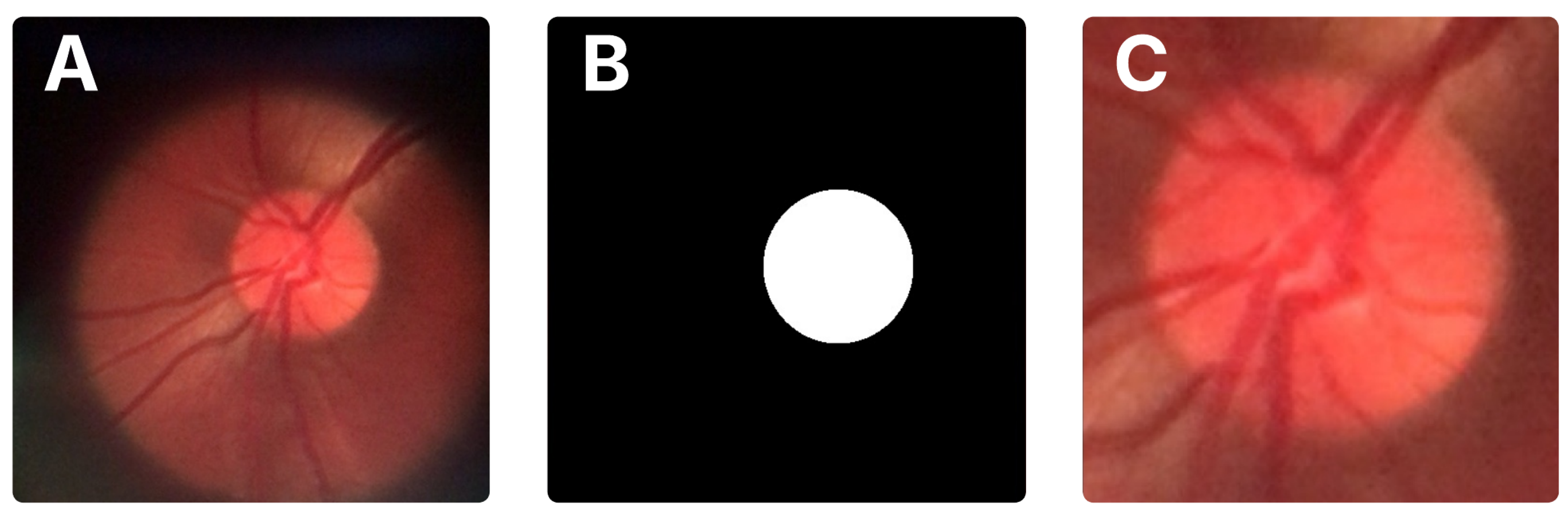 Vision 09 00093 g002