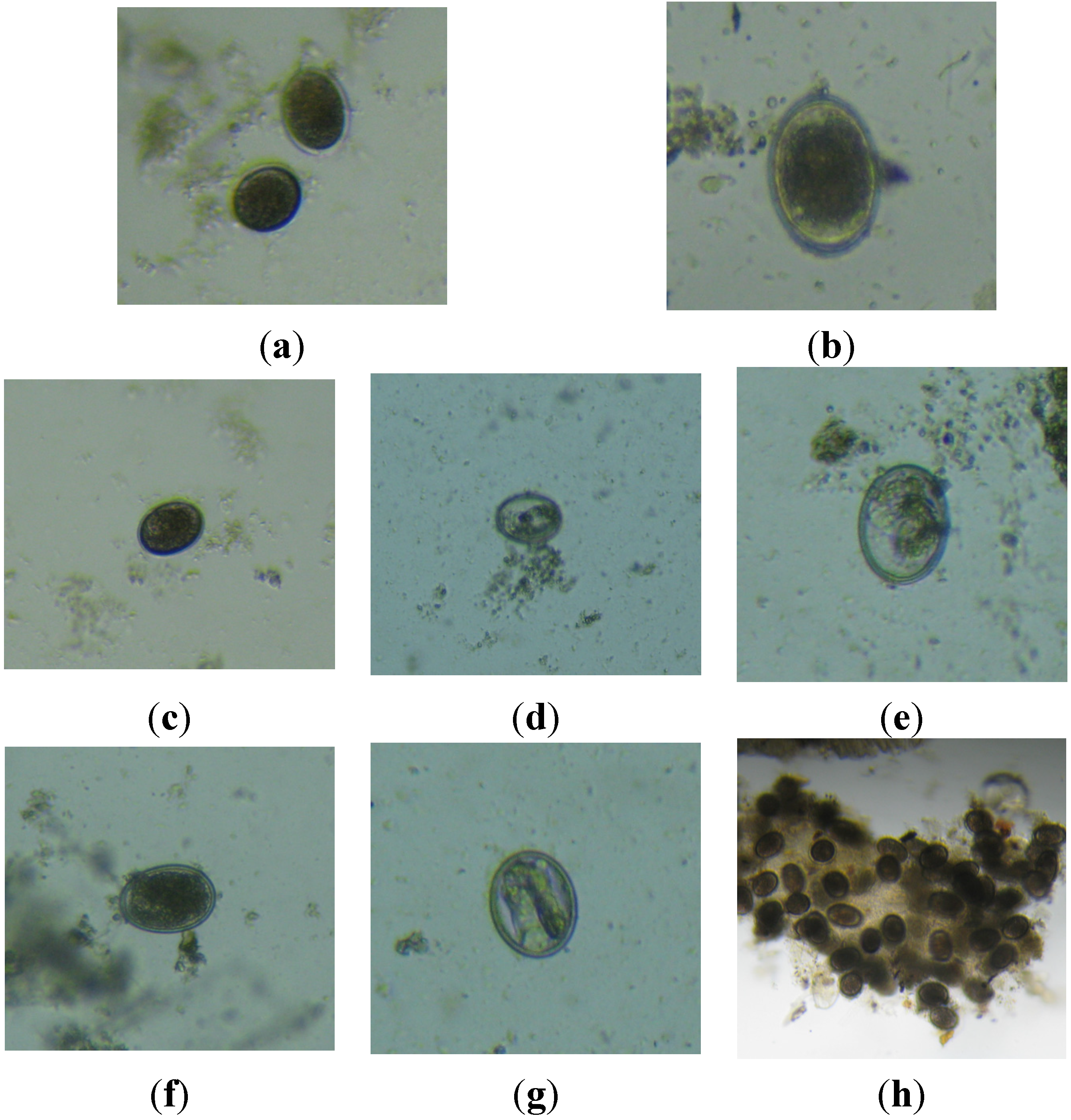 helminths in jug hering
