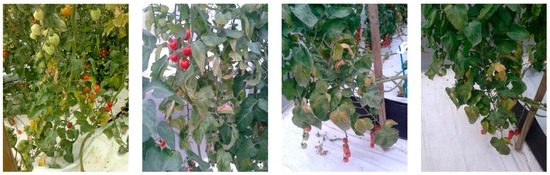 diy commercial aquaponic systems plans diy