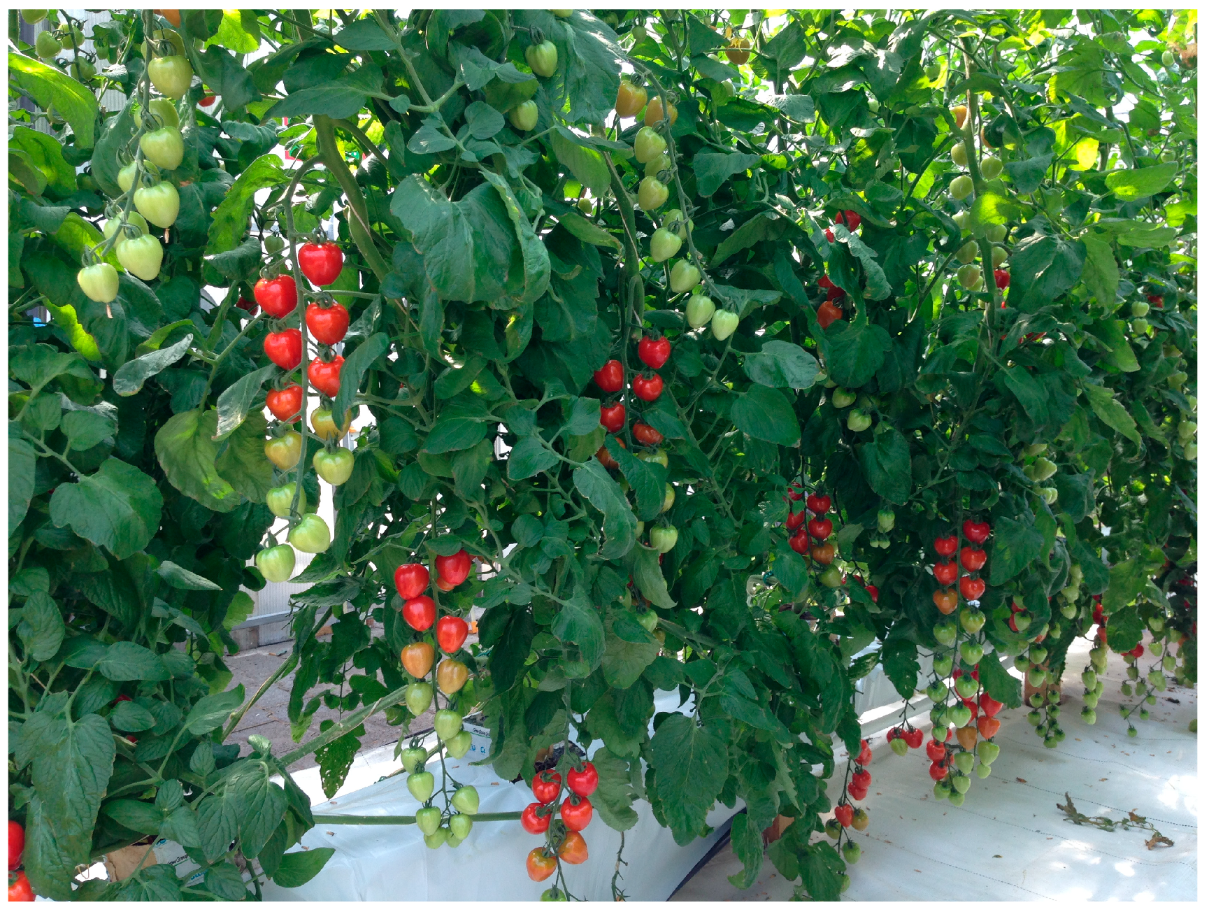 Water | Free Full-Text | Tomato Productivity and Quality ...