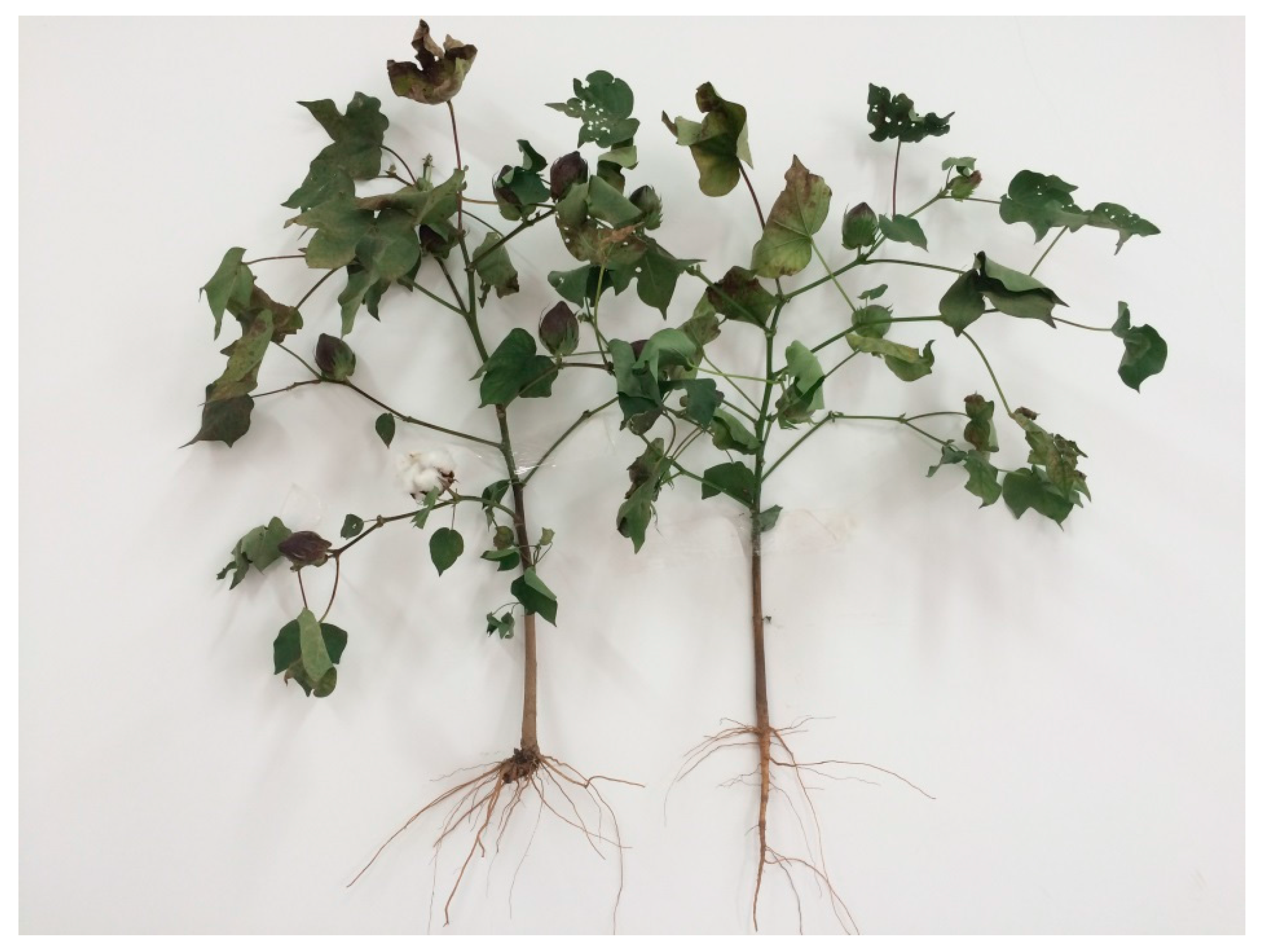 Water Free FullText Root Development of Transplanted Cotton and