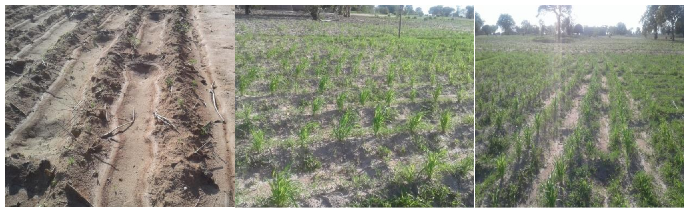 Crop Upgrading Strategies and Modelling for Rainfed Cereals