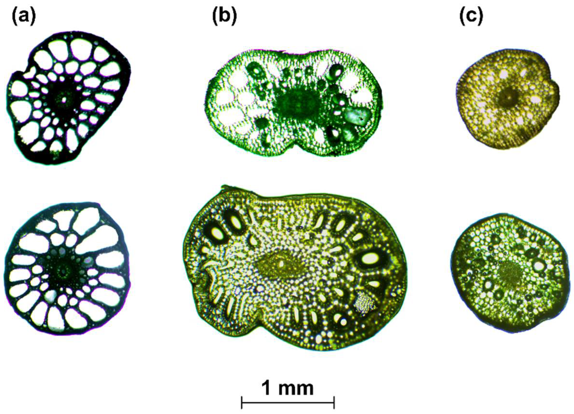 Water 10 00540 g003 550