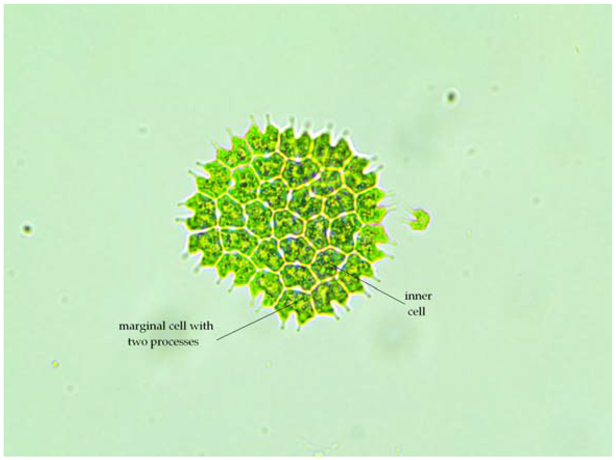 Water 10 00712 g001 550