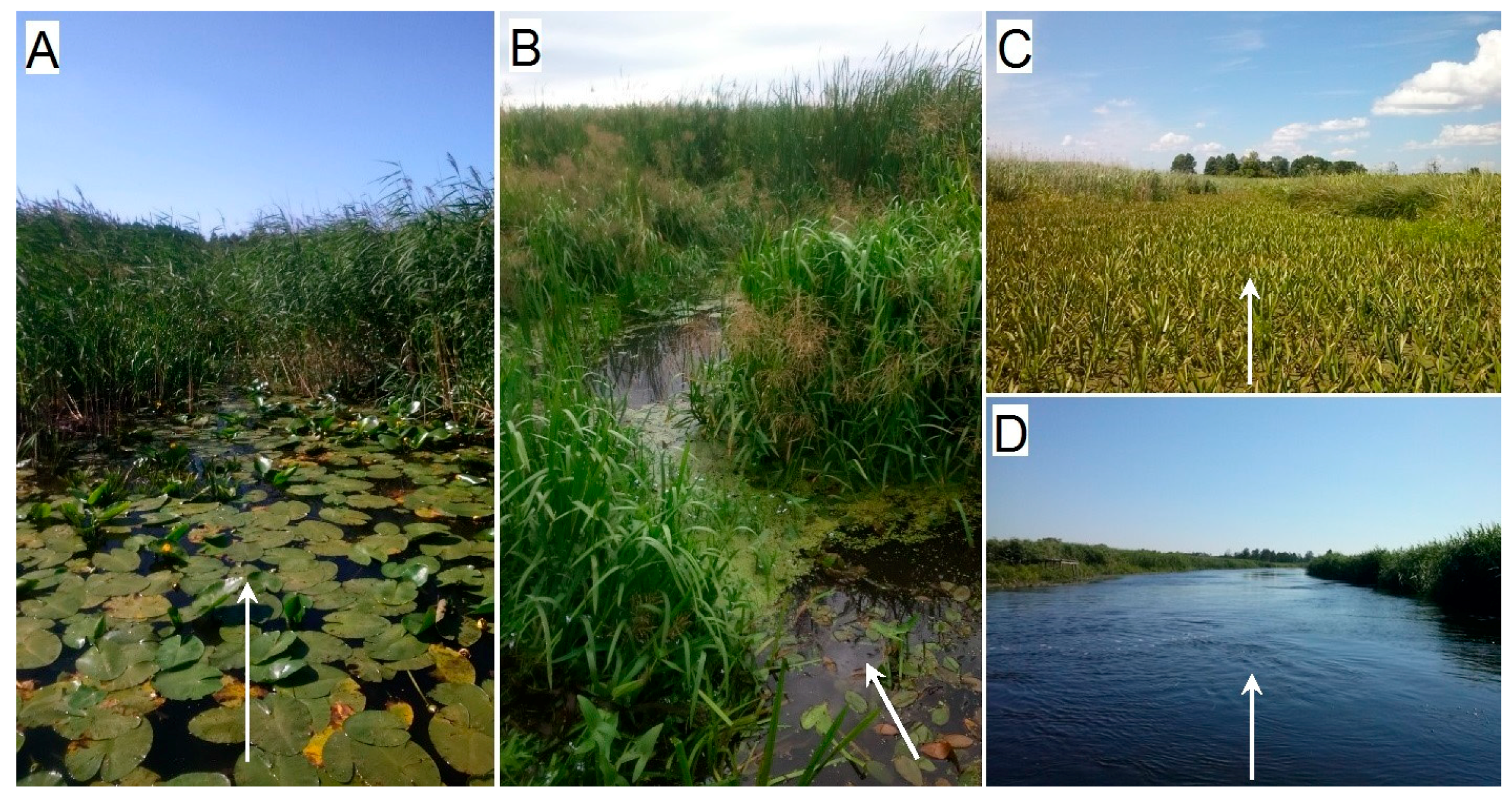 Water 10 00953 g004 Water 10 00953 g004