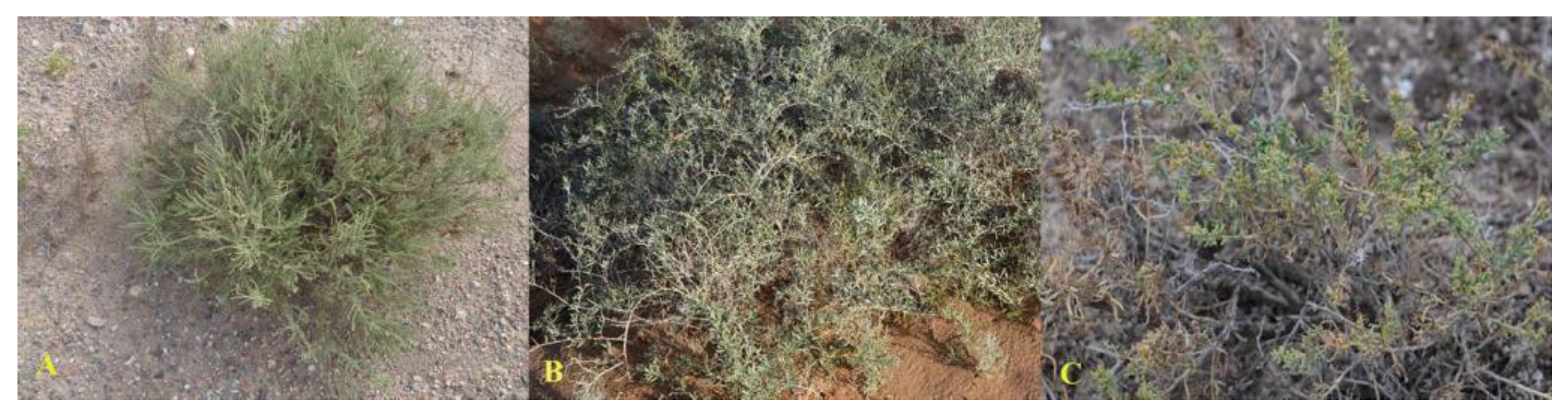 Water 10 01036 g002 Water 10 01036 g002