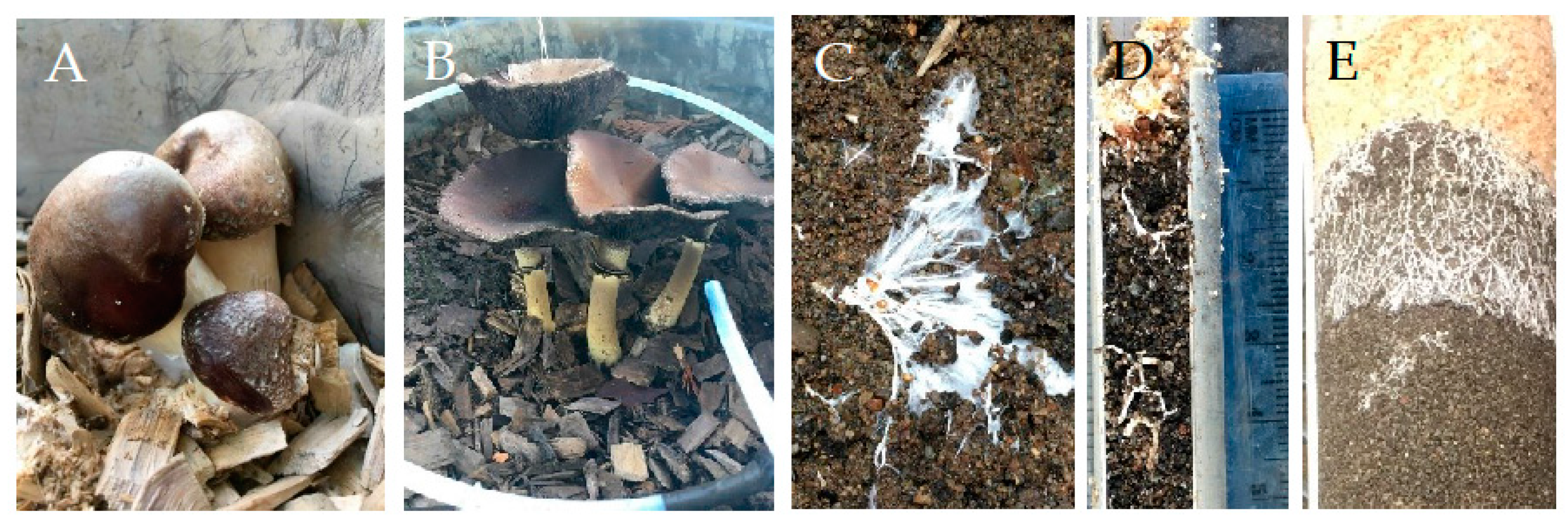 Water 10 01226 g009 Water 10 01226 g009