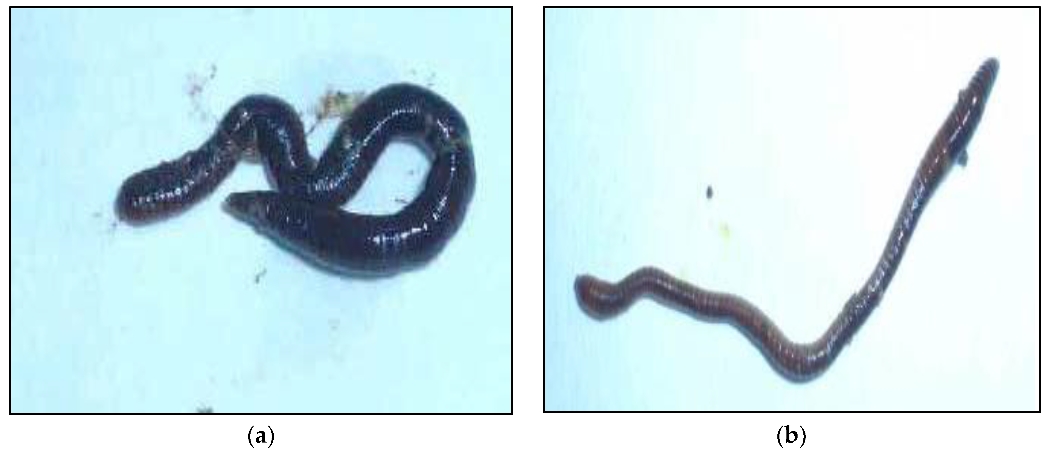 Water 10 01309 g003 550