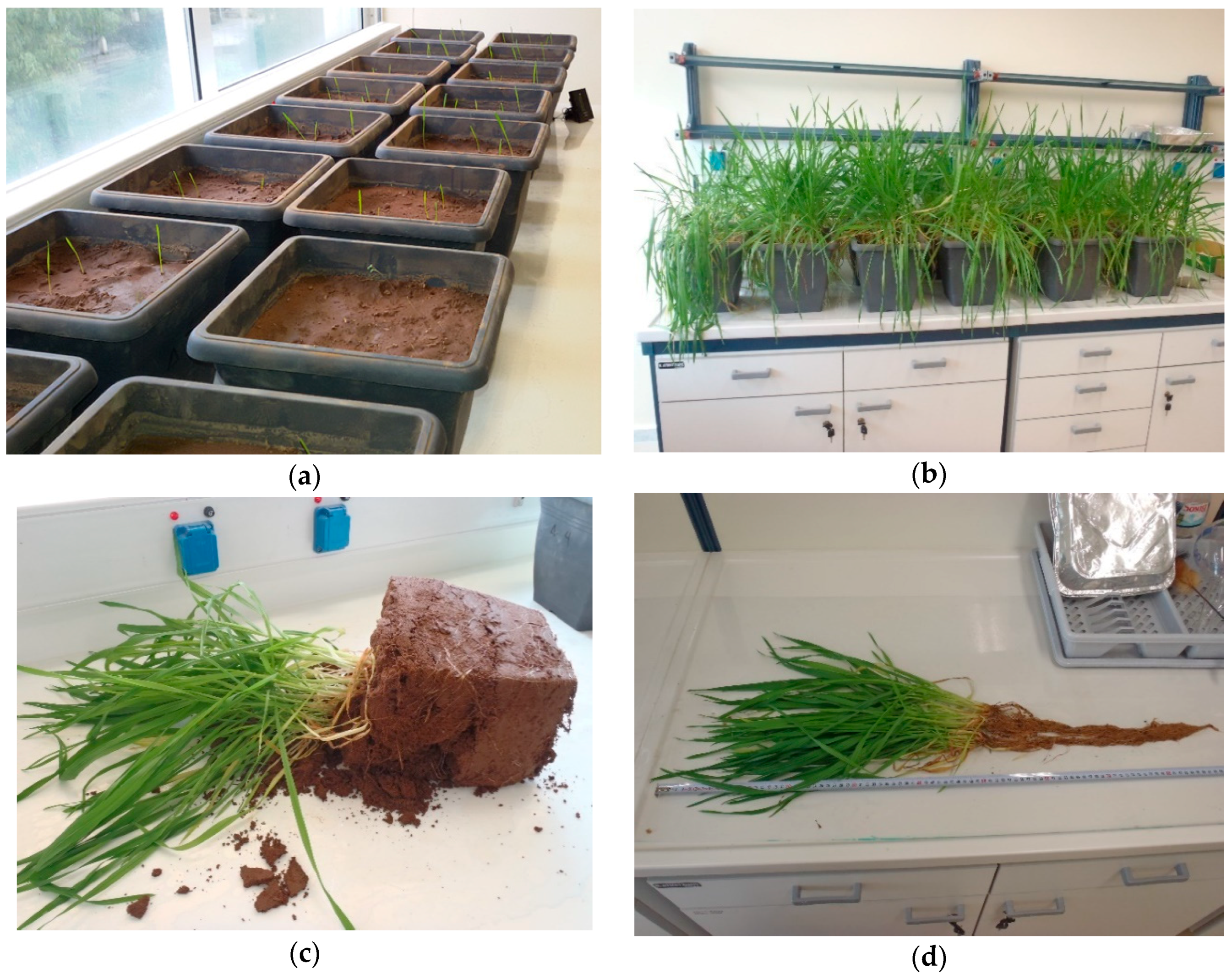 Water 11 00928 g002 550