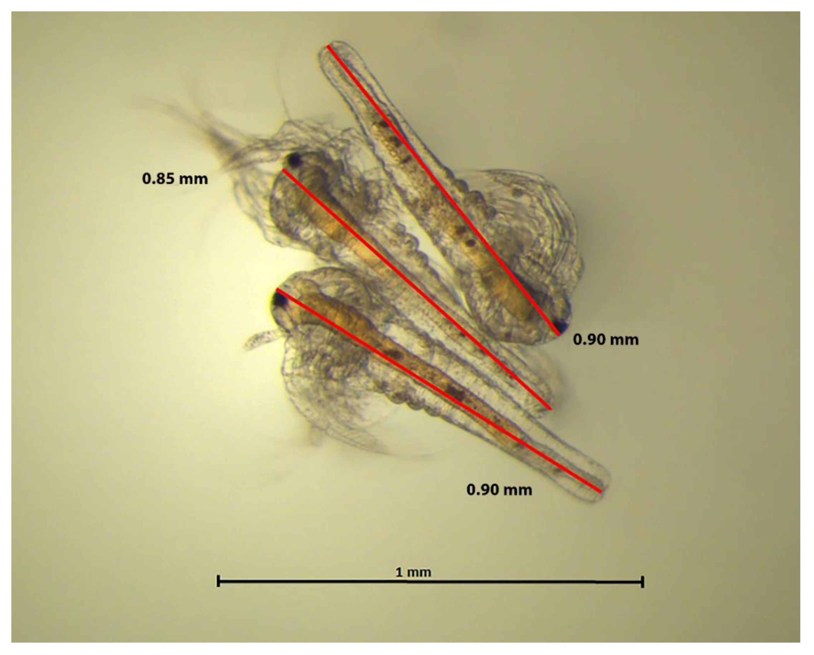 Larval stages of the Brine Shrimp (Artemia salina) A, Nauplius