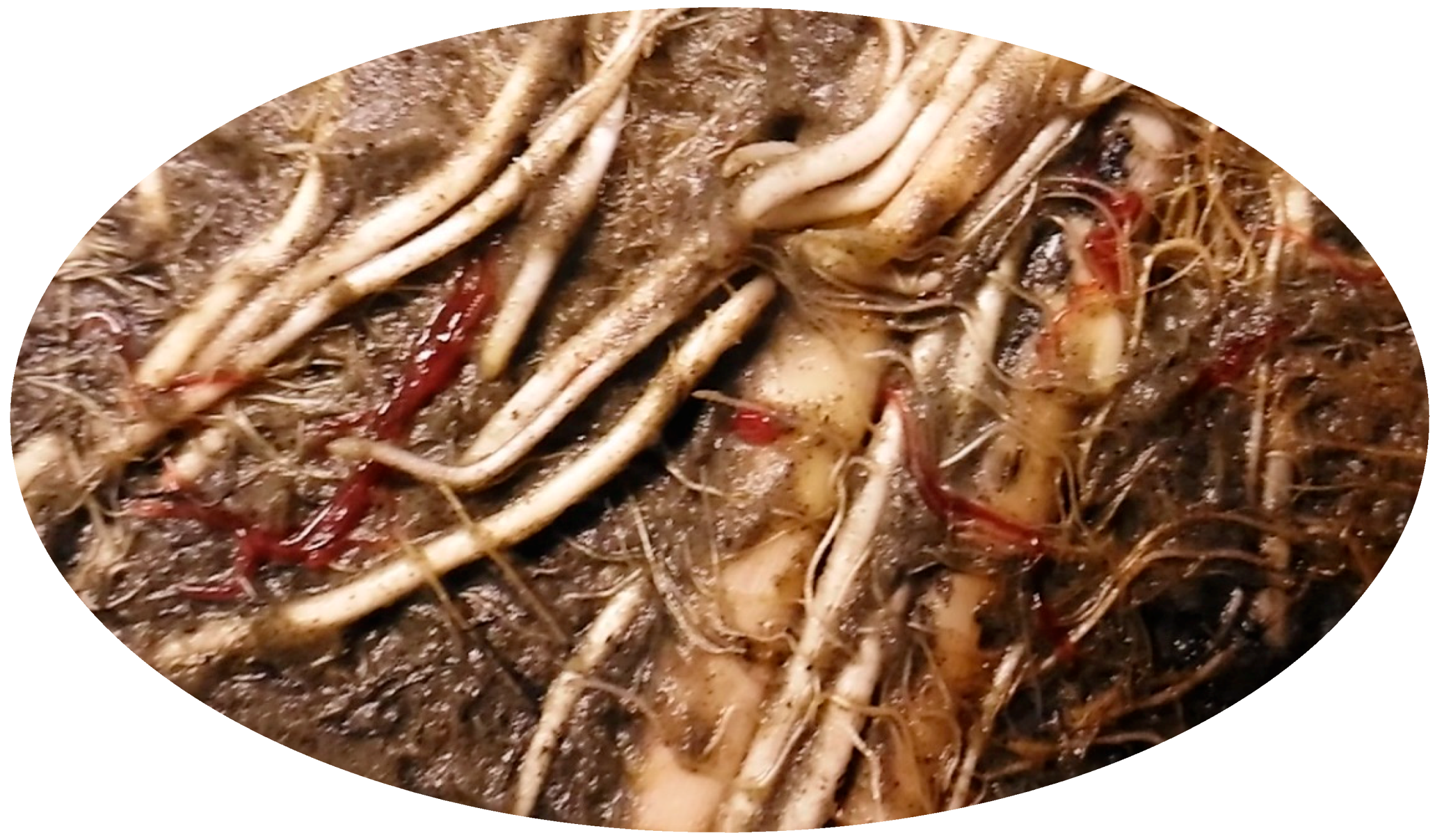 Water 11 01810 g005a Water 11 01810 g005a