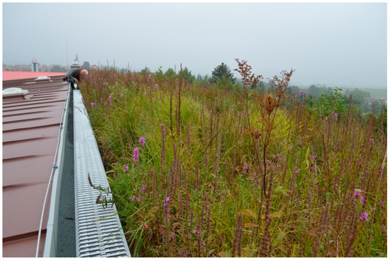 Water Free Full Text Wetland Roofs As An Attractive Option For