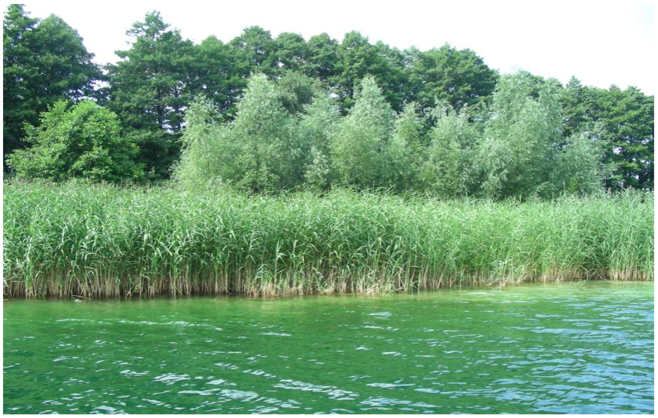 Water 11 02651 g007 Water 11 02651 g007