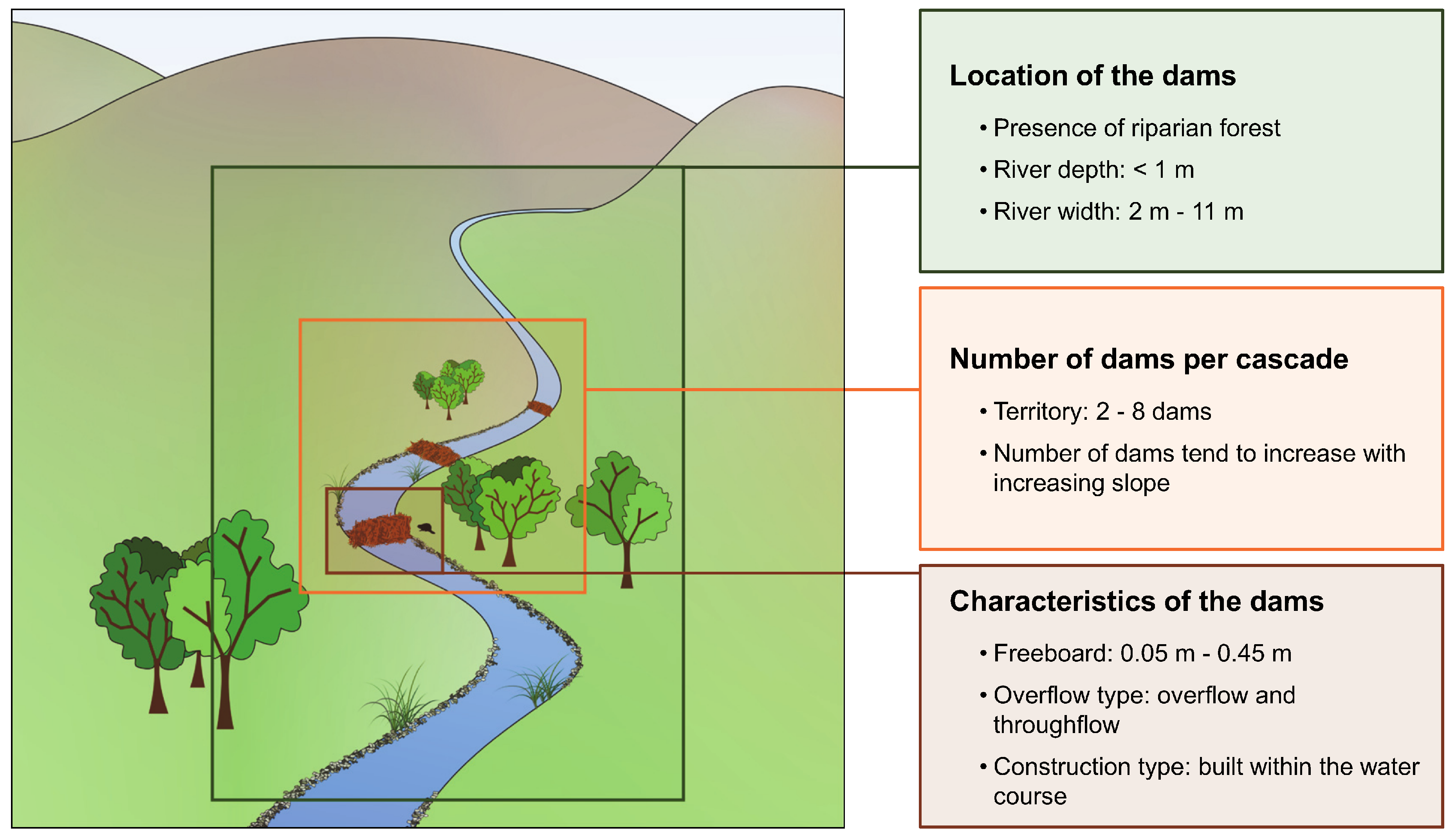 Drawing Beaver Dam Diagram - Diagram Media.