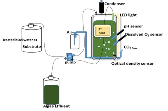 water free full text nutrient recovery from anaerobically treated blackwater and improving its effluent quality through microalgae biomass production html