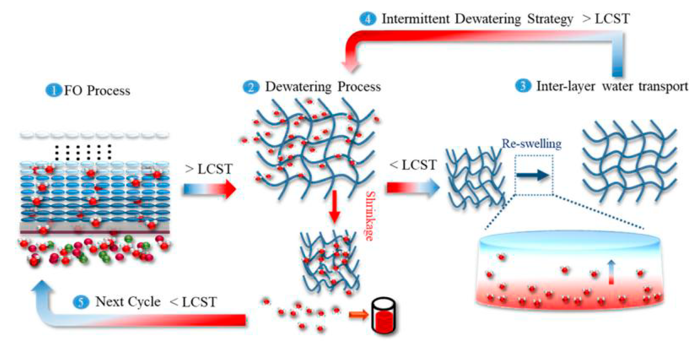 Solution Or Across A Semipermeable Membrane. Simple ...