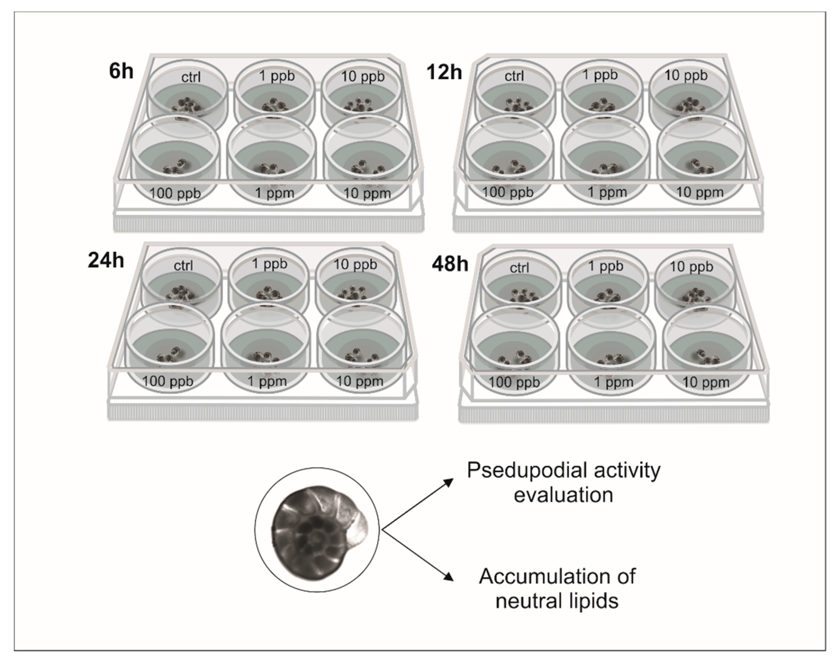 Assessing the Cadmium Effects on the Benthic Foraminifer