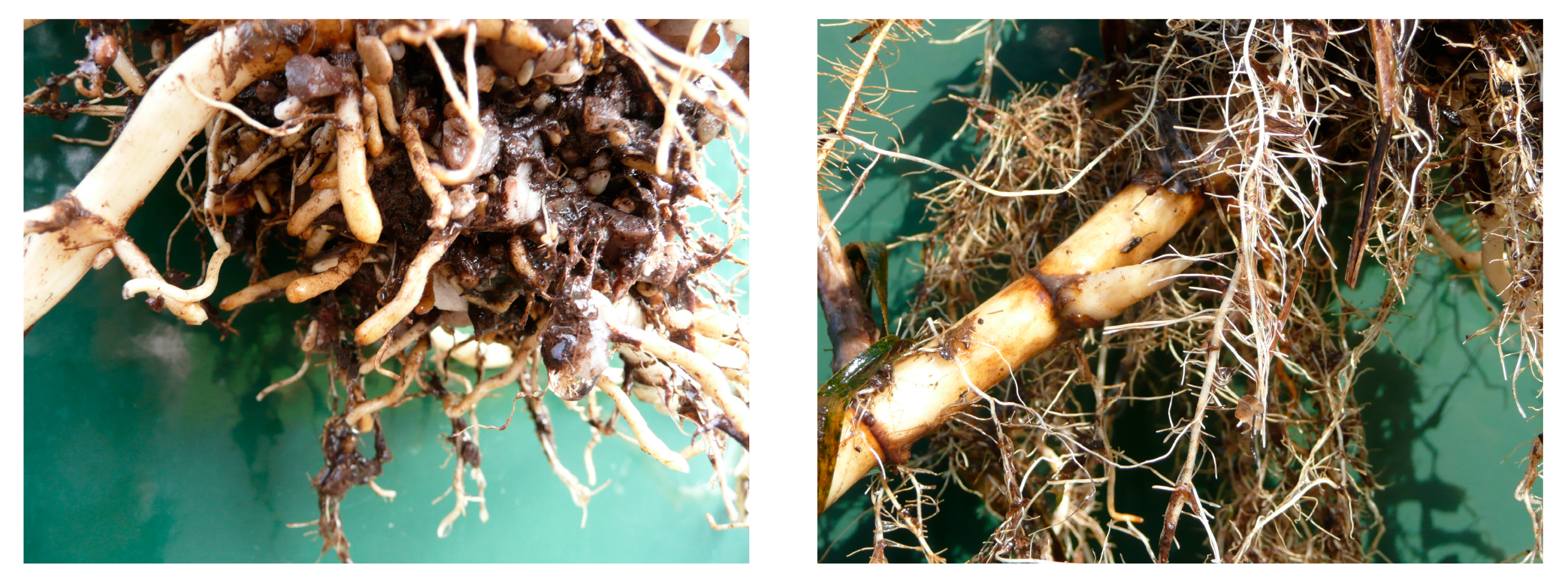 Water 12 01188 g008 550