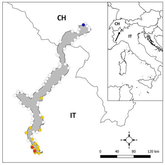 Water Free Full Text Alien Crayfish Species In The Deep Subalpine Lake Maggiore Nw Italy With A Focus On The Biometry And Habitat Preferences Of The Spiny Cheek Crayfish Html