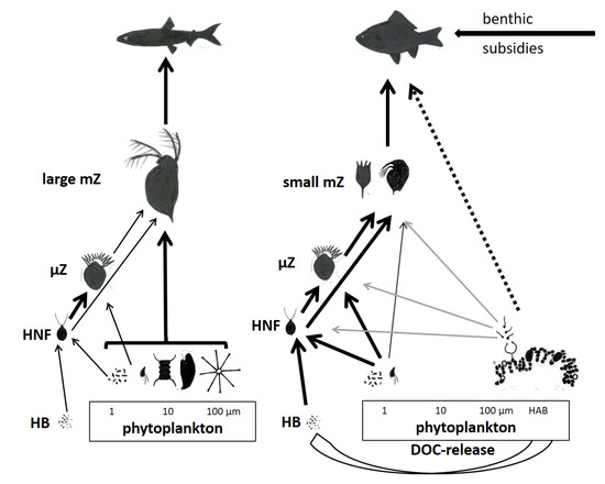 Water Free Full Text Effects Of Harmful Blooms Of Large Sized And Colonial Cyanobacteria On Aquatic Food Webs Html