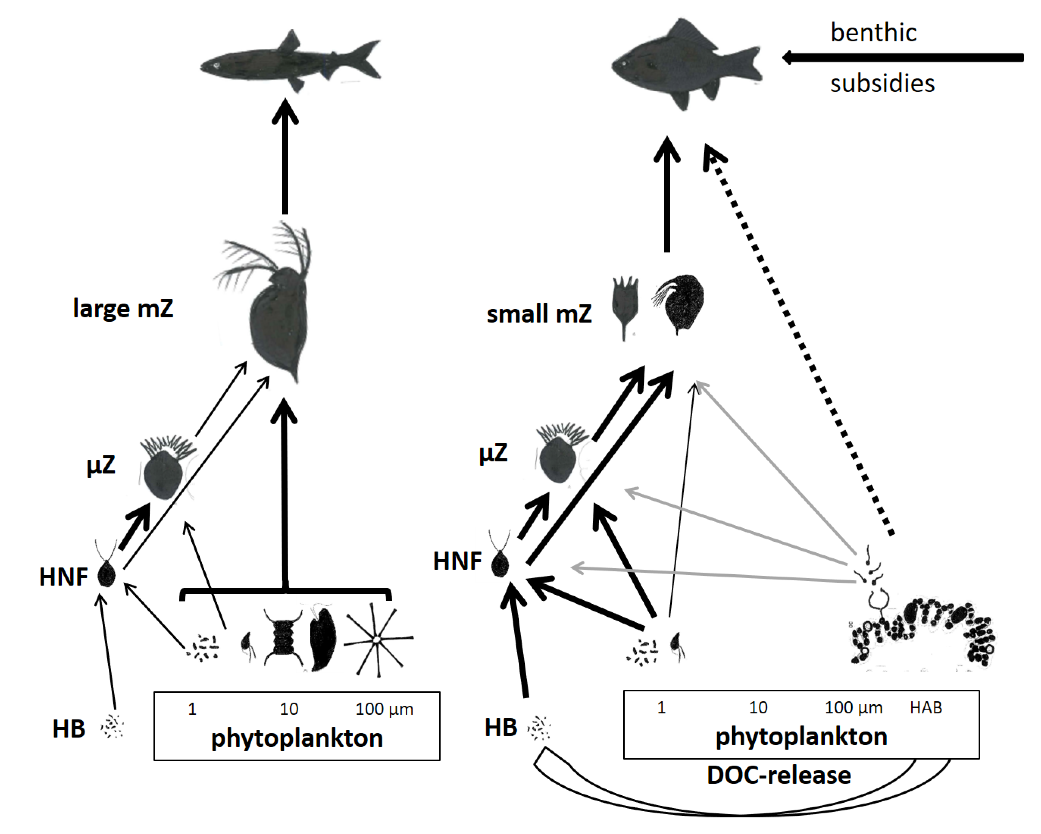 Zooplankton Food Chain Biology Diagrams