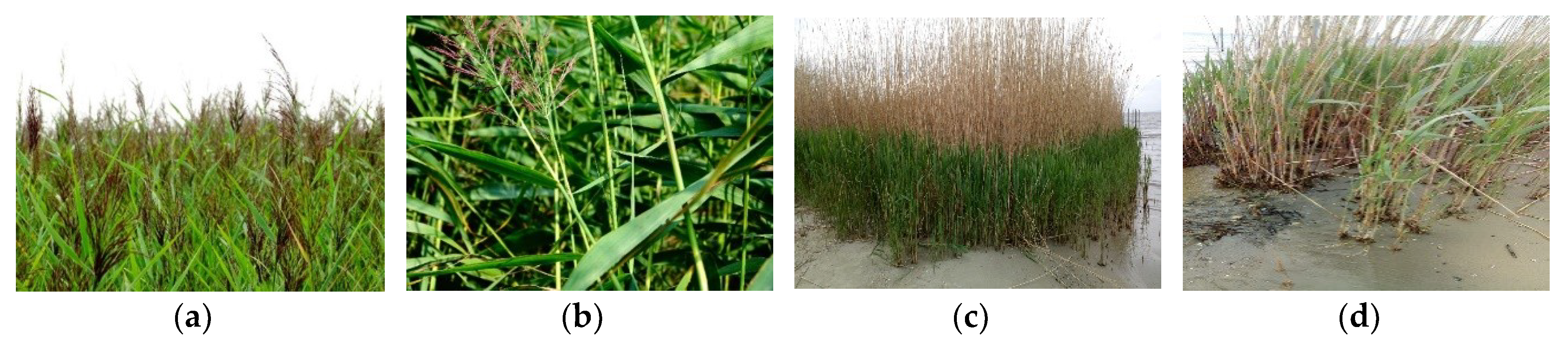 Water 12 01770 g002 Water 12 01770 g002