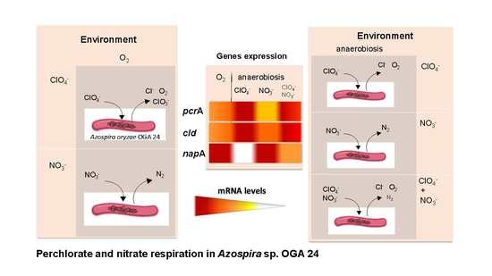 Water | Free Full-Text | Preferential Use of the Perchlorate over the Nitrate in the Respiratory Processes Mediated by the Bacterium Azospira sp. OGA 24