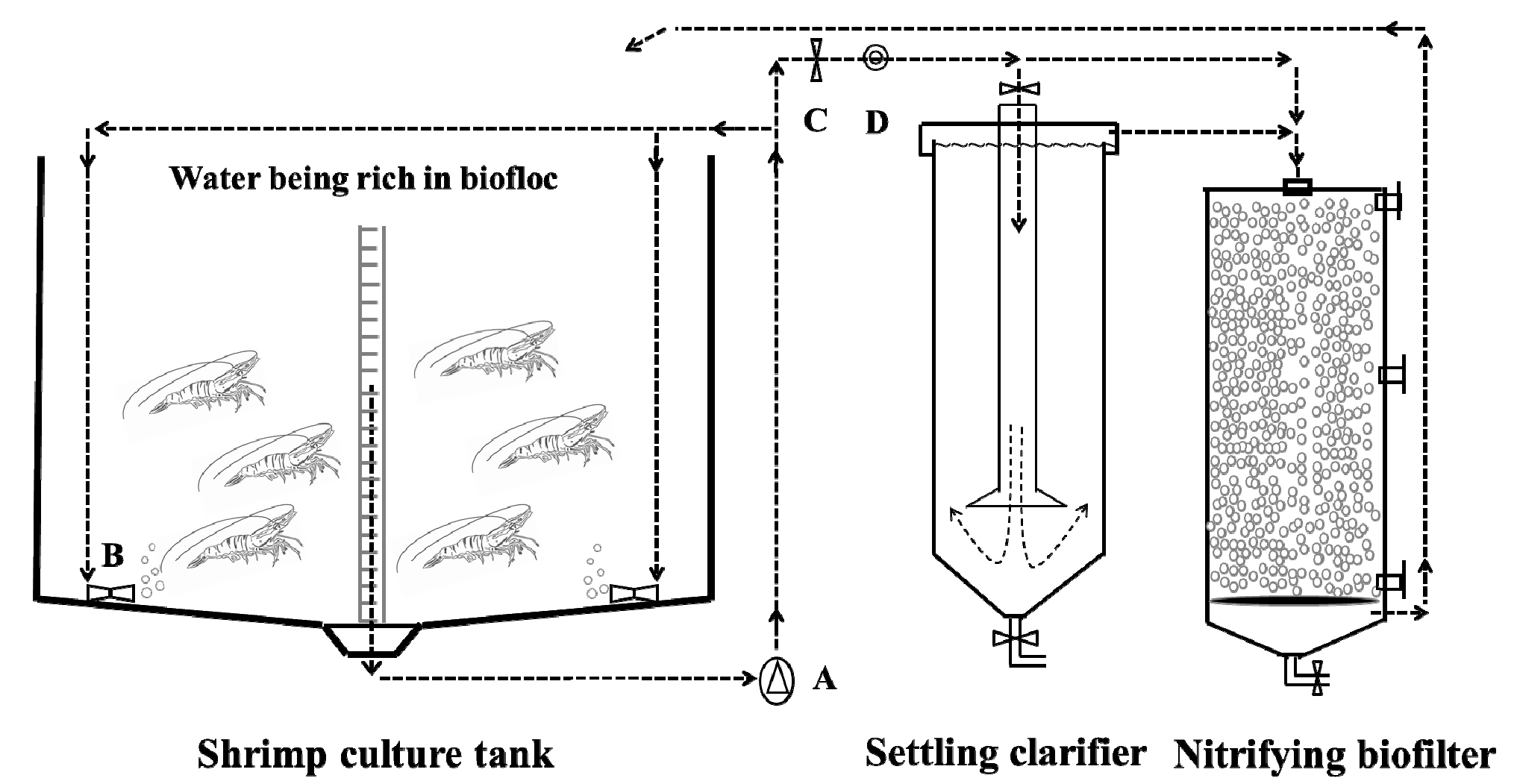Water Free Full Text Characteristics Of Ammonia Removal And Nitrifying Microbial Communities In A Hybrid Biofloc Ras For Intensive Litopenaeus Vannamei Culture A Pilot Scale Study Html