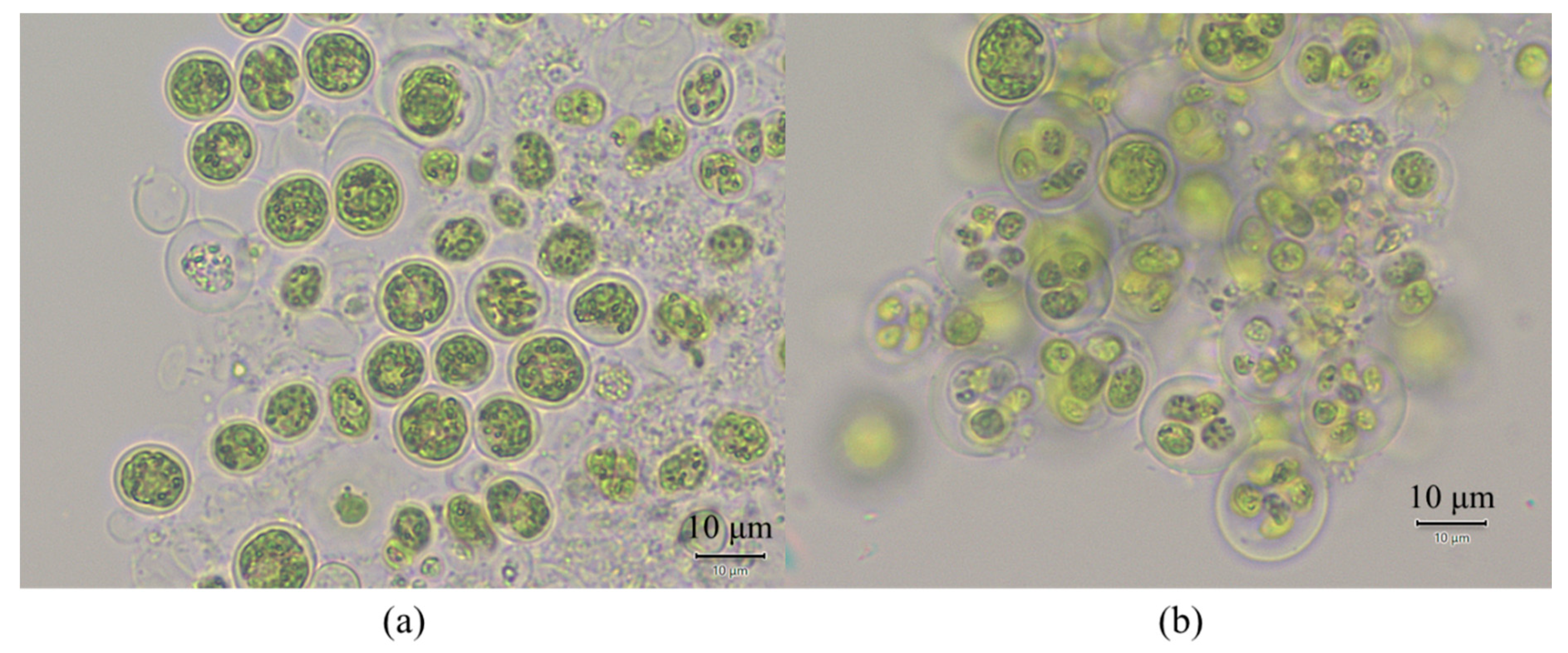 Water 12 03528 g009 Water 12 03528 g009