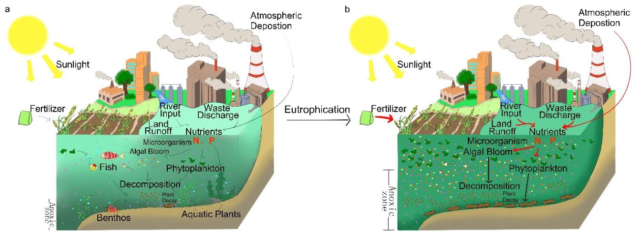 Water Free Full Text A Critical Review Of Methods For Analyzing Freshwater Eutrophication Html Water Free Full Text A Critical Review Of Methods For Analyzing Freshwater Eutrophication Html