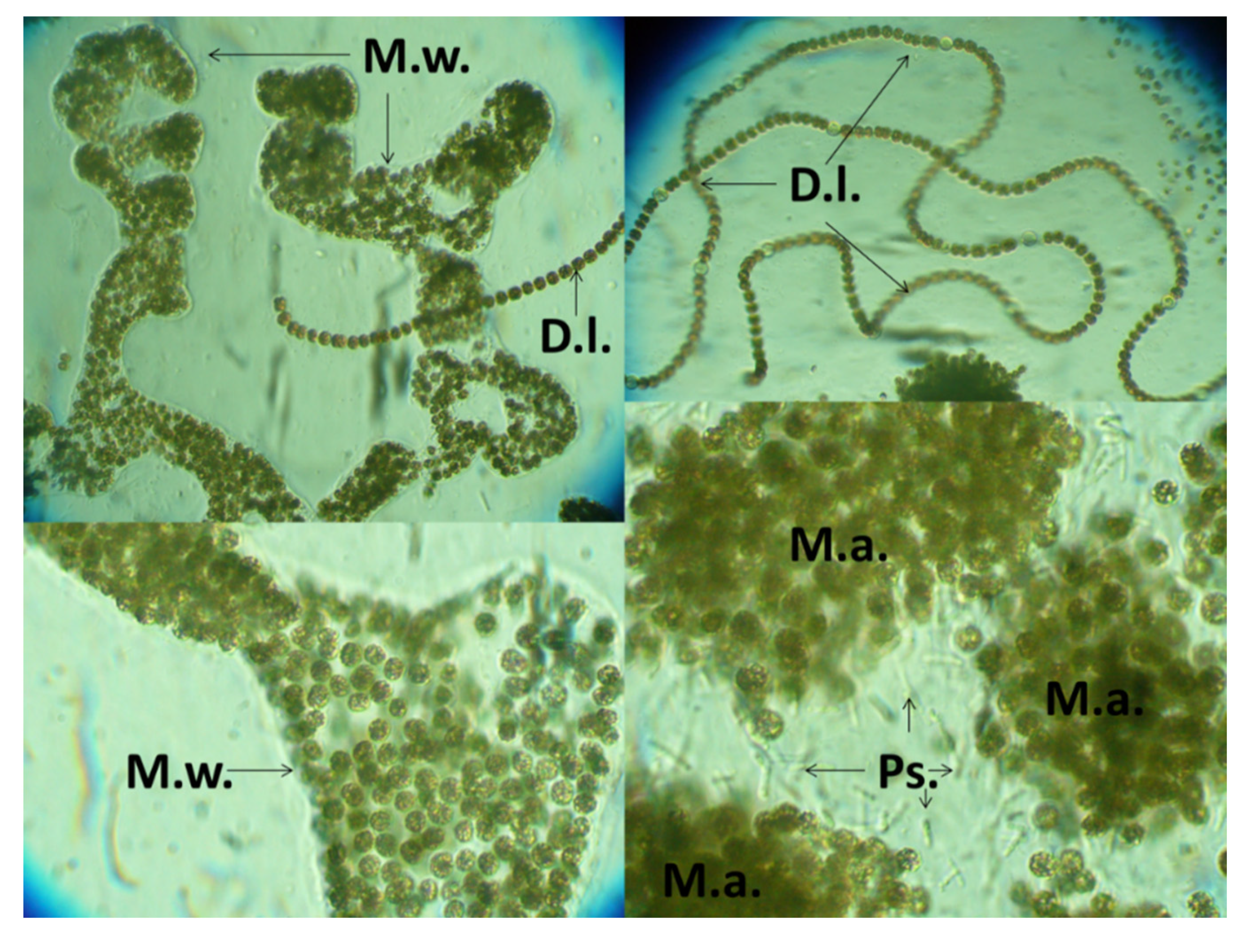 Water 13 00357 g004 Water 13 00357 g004