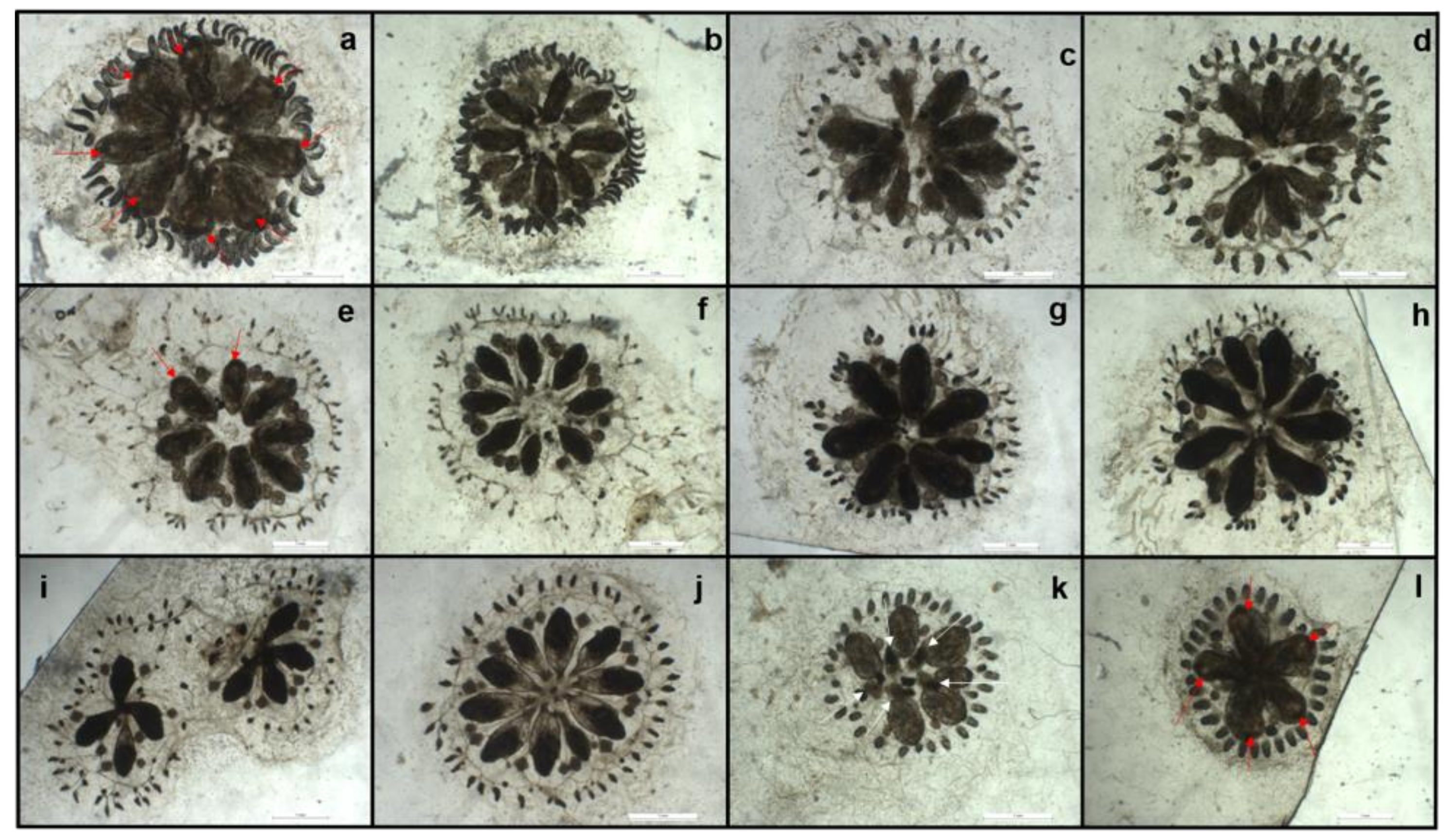 Water 13 00711 g008 Water 13 00711 g008