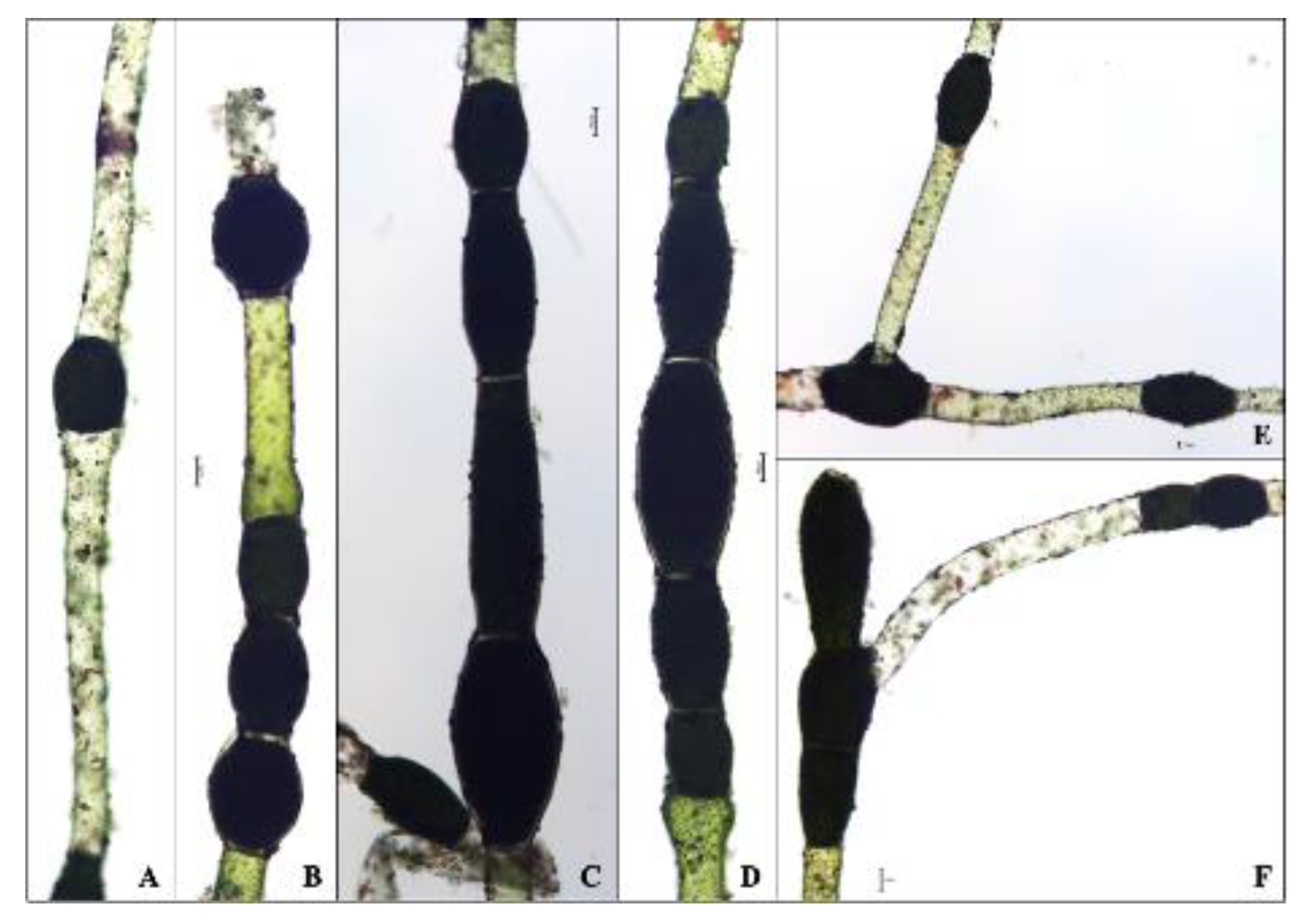 Water 13 00760 g003 Water 13 00760 g003