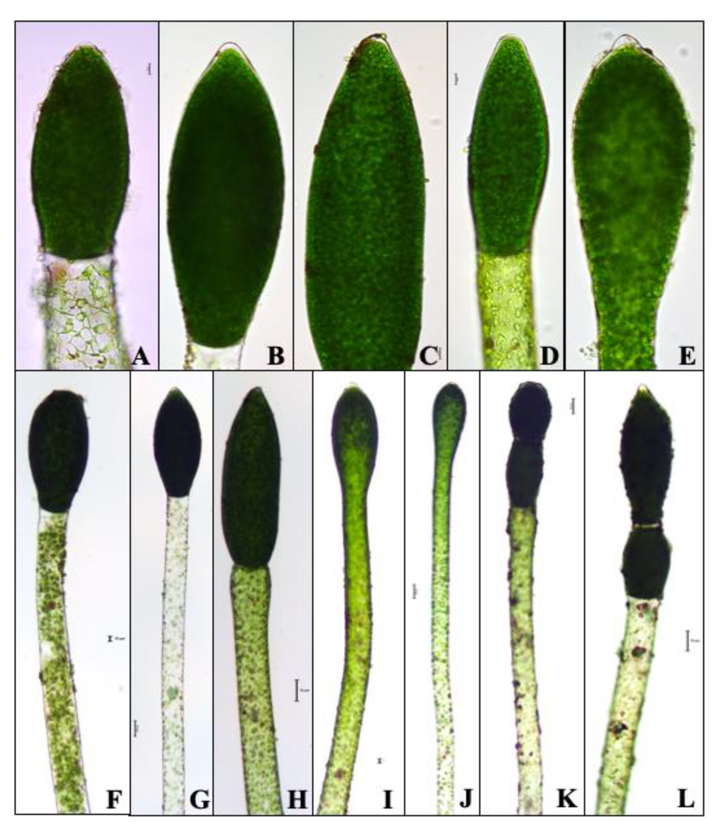 Water 13 00760 g004 Water 13 00760 g004