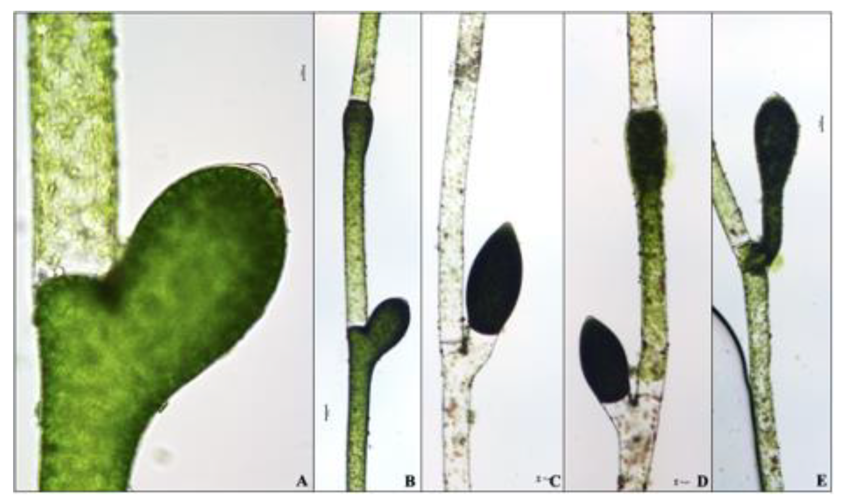 Water 13 00760 g005 Water 13 00760 g005