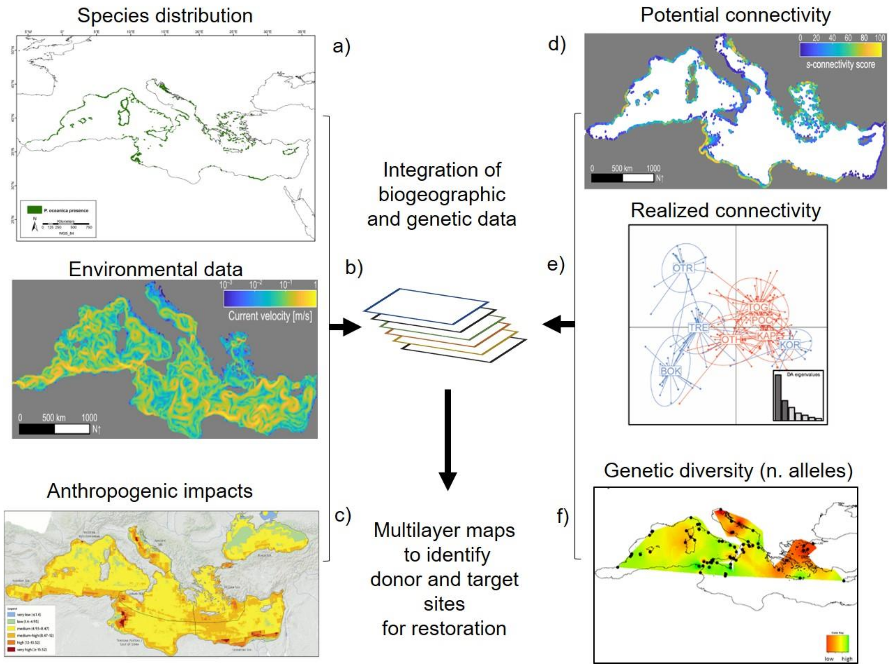 Frontiers  2b-RAD Genotyping of the Seagrass Cymodocea nodosa Along a  Latitudinal Cline Identifies Candidate Genes for Environmental Adaptation