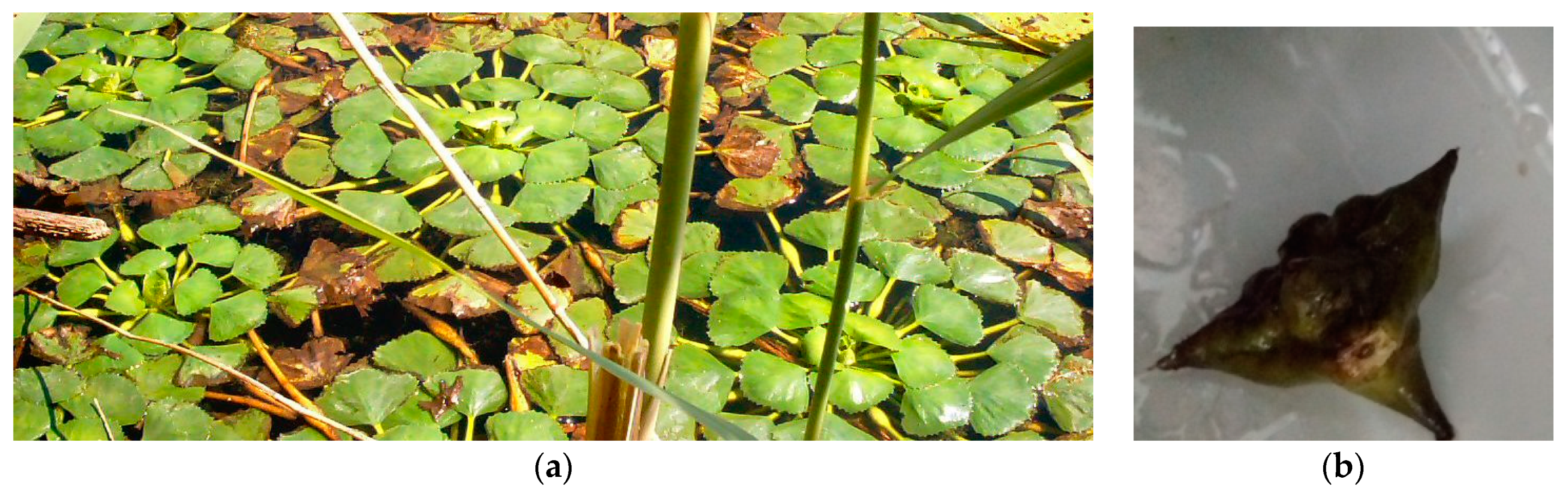 Water 13 00876 g003 Water 13 00876 g003