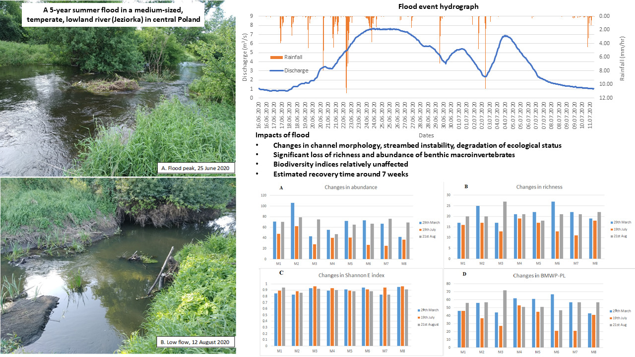 Water Free Full Text Effect Of A Summer Flood On Benthic Macroinvertebrates In A Medium Sized Temperate Lowland River Html