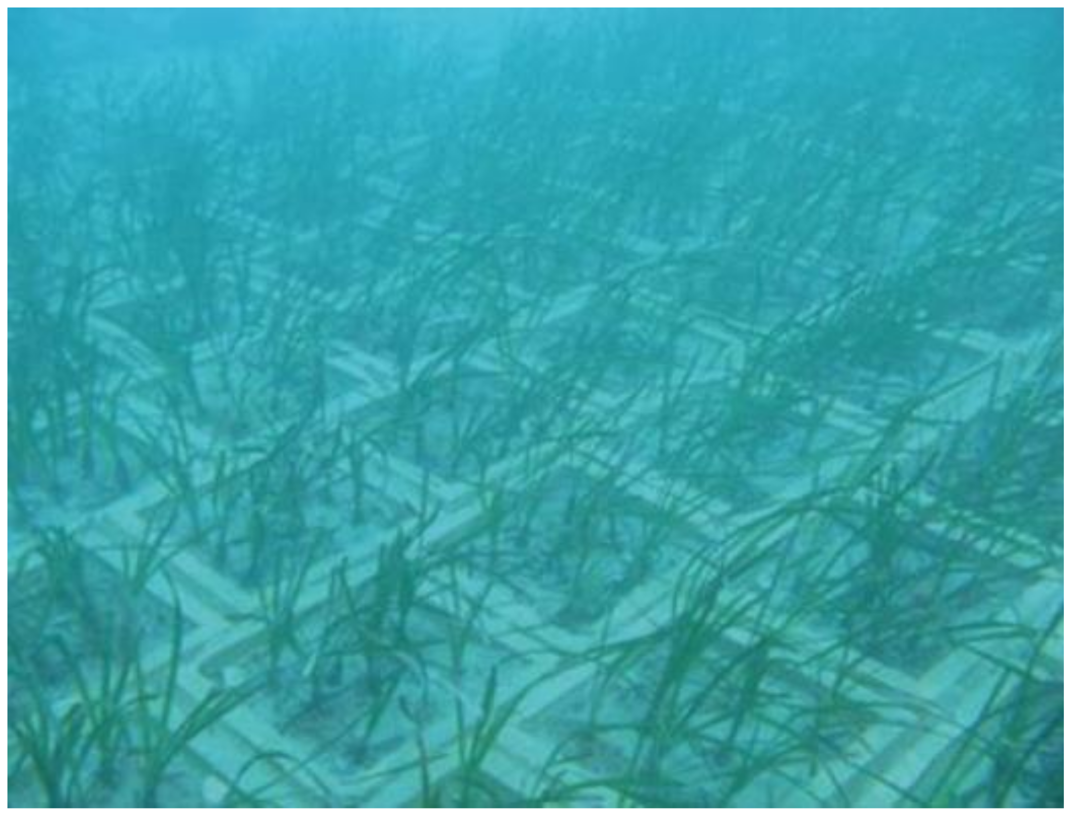 Seagrass and the replantation project in the Mediterranean Sea