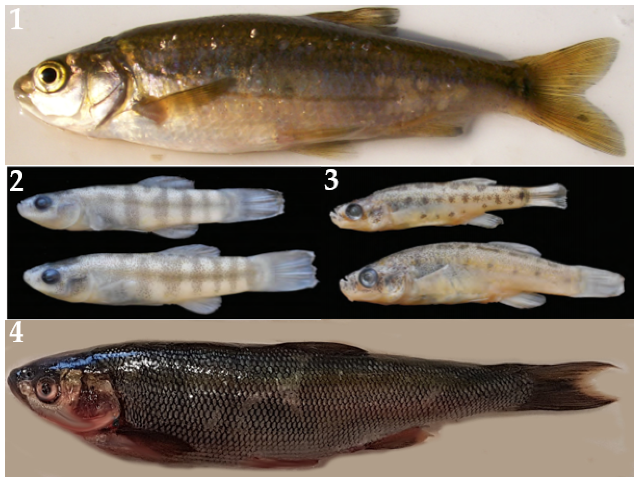 Water 13 01534 g002 Water 13 01534 g002