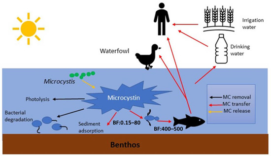 Microcystin