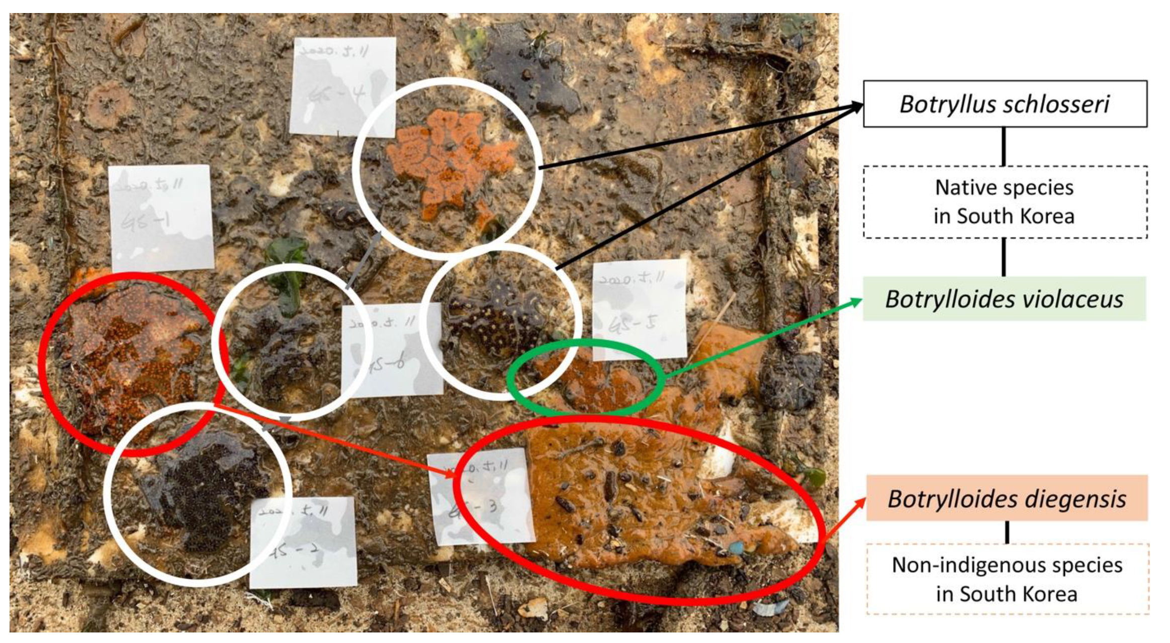 Water 13 02164 g003 Water 13 02164 g003