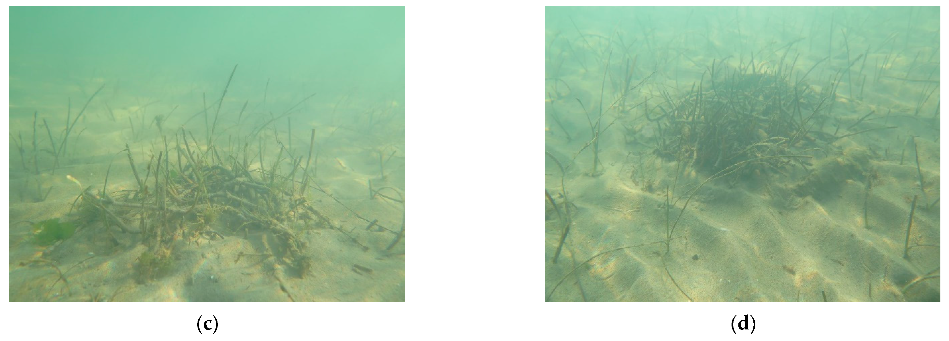 Water 13 02289 g009b