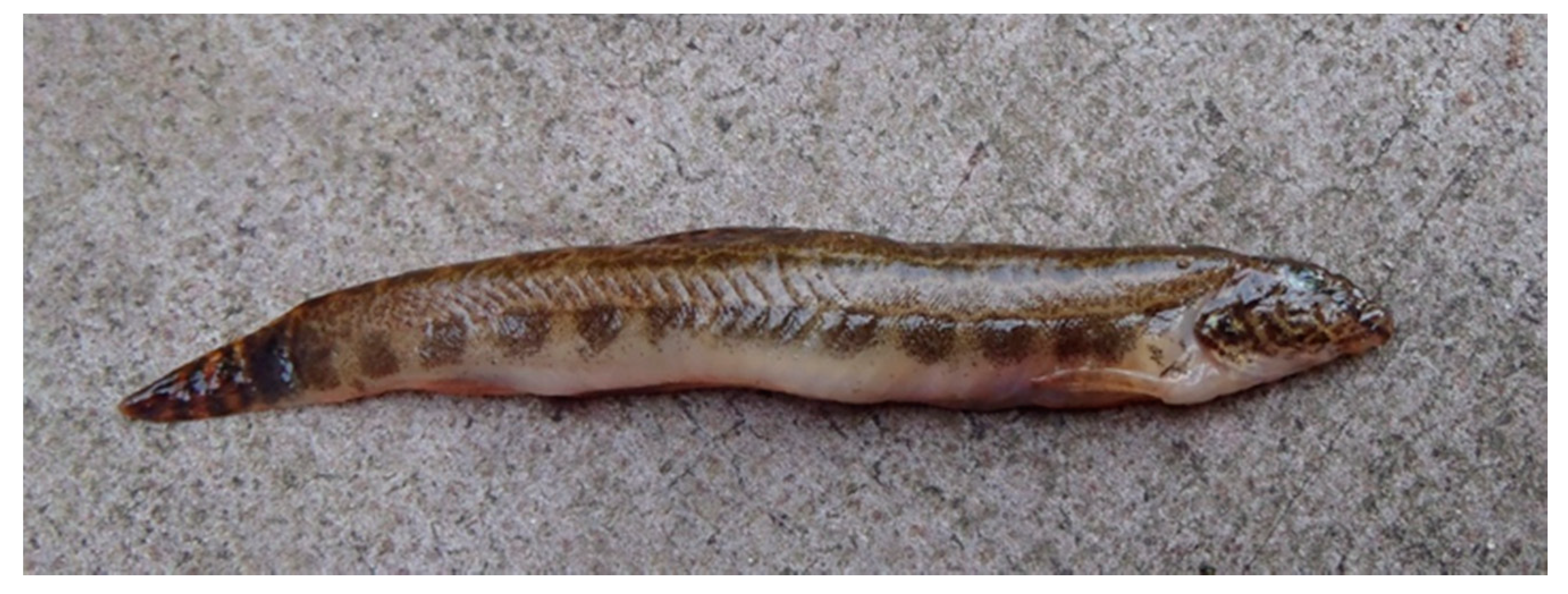 Water 13 02530 g007 Water 13 02530 g007